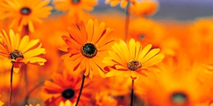 Wake Up And Smell The Roses