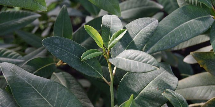 A Natural, Eco-friendly Pesticide Synthesized for the First Time