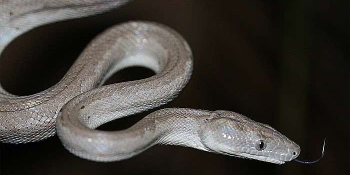 New Species of Silver Boa Discovered, Already Deemed Endangered