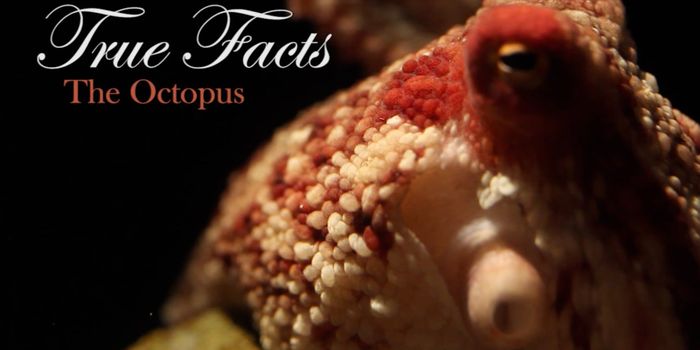 What you didn't know about octopi
