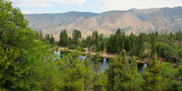 Variable rainfall hits Southwestern US forests hard