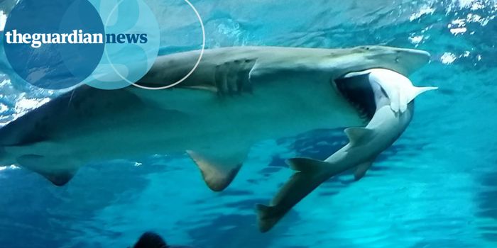 This Shark Was Hungry Enough to Eat One of its Own