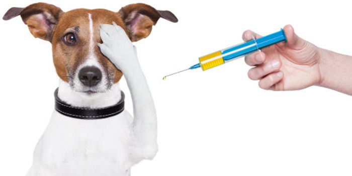 A Cheaper Alternative to Spaying and Neutering Your Pets