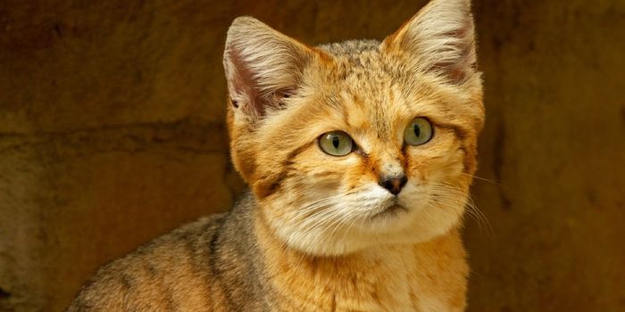 How Sand Cats Survive in the Harsh Desert Environment
