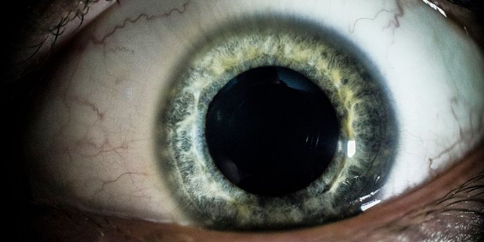 Eye Opening Human Brain Recordings Validate Huge Assumption in Neuroscience