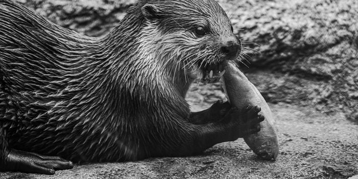 Sea Otters get Creative to Survive in a Changing World