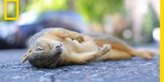 Why we should save dead animals