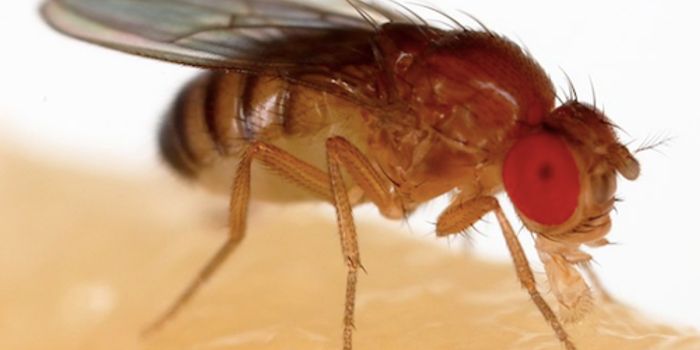 Clues to Immortality From the Fruit Fly Genome