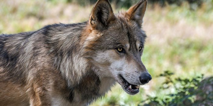 First Wild Wolf Spotted in Northern Belgium in Over 100 Years
