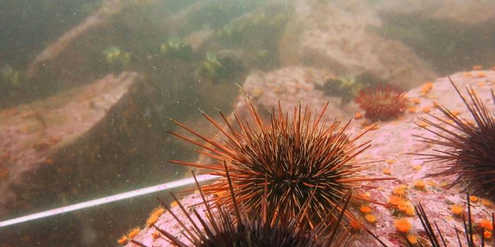 DNA Analysis Shows How Algae Respond to a Changing Environment