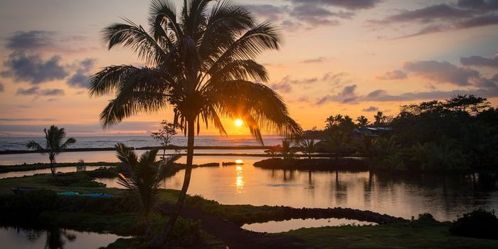 Hawaii's post-eruption ecosystems