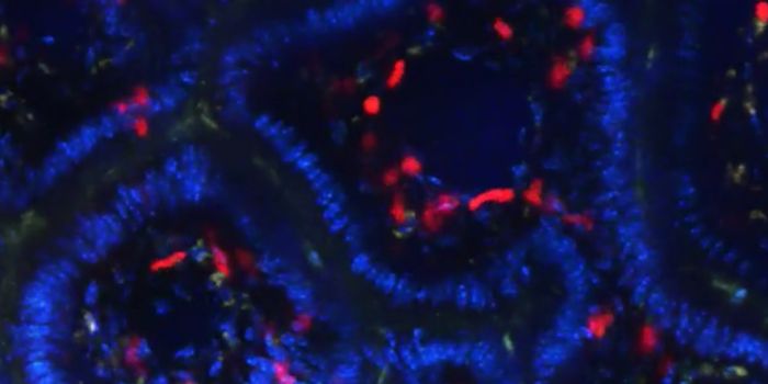 When T Regs Migrate To The Gut and Never Return