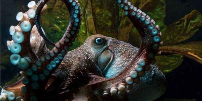 Octopus Makes an Escape From New Zealand Aquarium