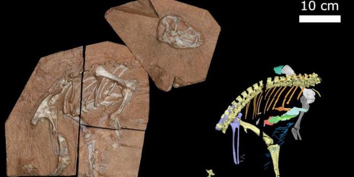 Fossil Reveals New Take on How Dinosaurs Breathed