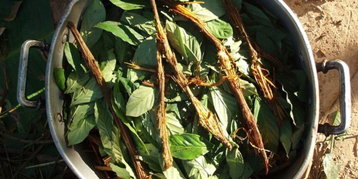 Ayahuasca Drink Compound Boosts Growth of Neural Progenitors