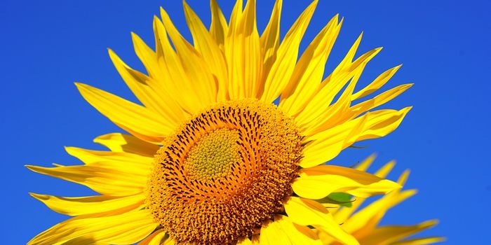 Sunflower pollen: the most versatile compound in nature