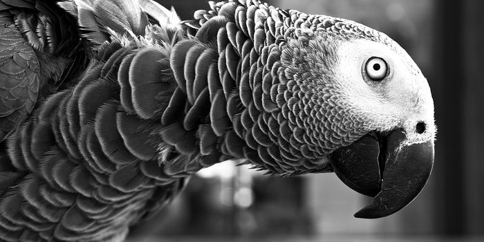 Are Parrots Smarter Than 5-Year-Old Human Children?
