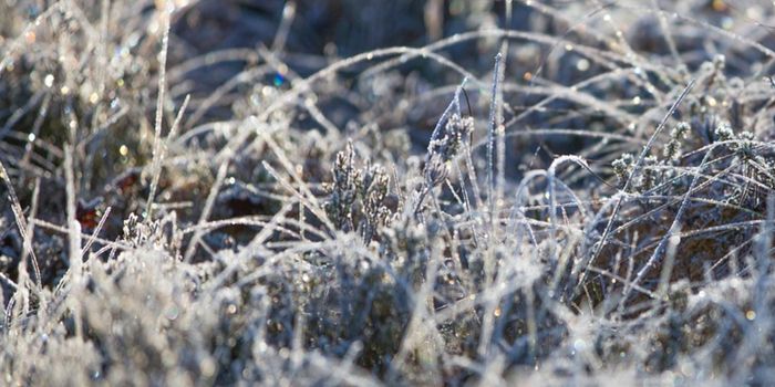 Genetic Changes in Alzheimer's Patient Brains are Revealed