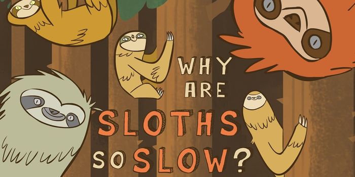 Why Sloths Live Life in Slo-Mo