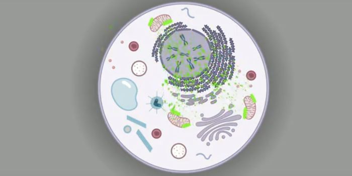Dysfunctional Mitochondria Cause Telomere Damage