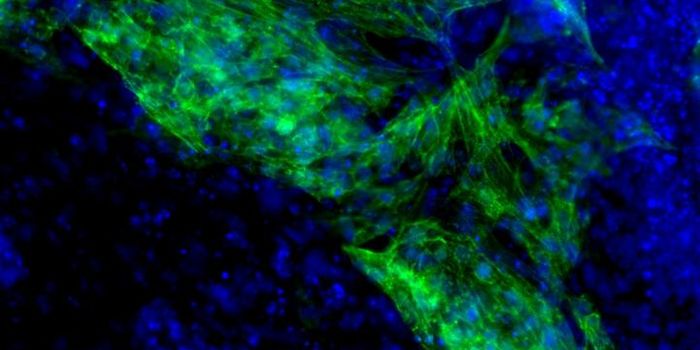 Helping The Heart Repair Itself