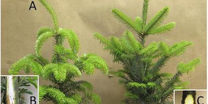 A New Threat to Christmas Trees is Discovered