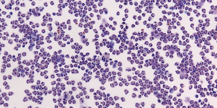 Immune System Accidentally Allows Meningitis Brain Infection