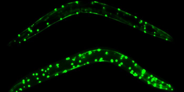 Smell Your Food, Live Longer