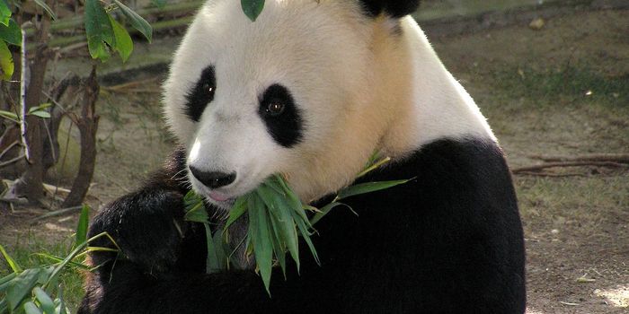 Giant Pandas Are in Trouble Again, Study Suggests