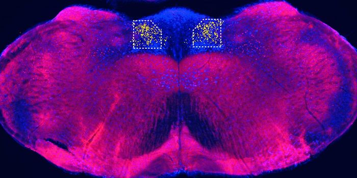 Sugar's Appeal Lies in a Circuit That Connects the Gut & Brain