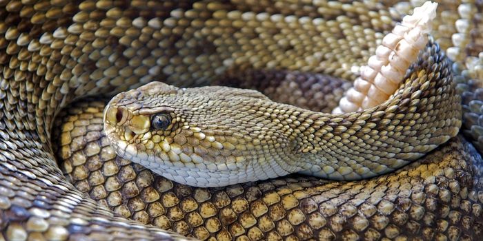 Florida Man Bit by Rattlesnake While Attempting to "Kiss" it