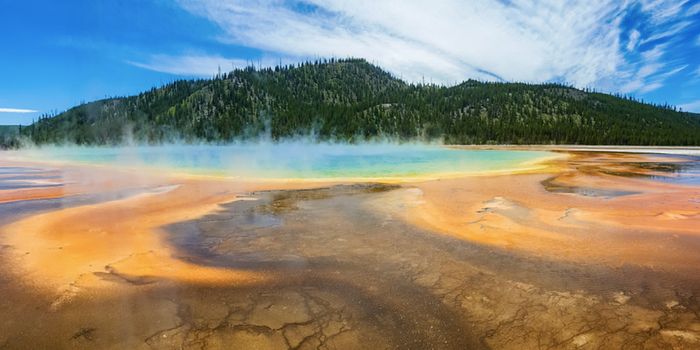 It All Goes Back to Asgard - A Common Ancestor is Revealed