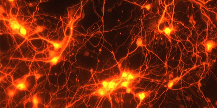 From Thought to Text: A Neural Interface can Type the Sentences You Think