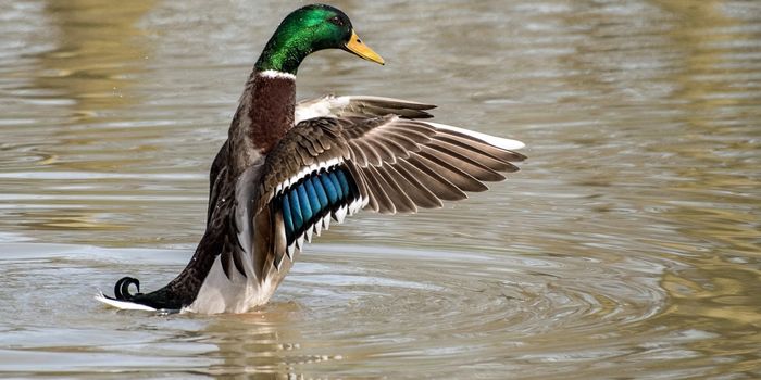 Mallard Ducks Observed Eating Small Birds for the First Time