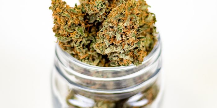 Cannabis Use in Chronic Musculoskeletal Pain Management: Patterns and Efficacy