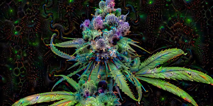 Myrcene: The Power Terpene