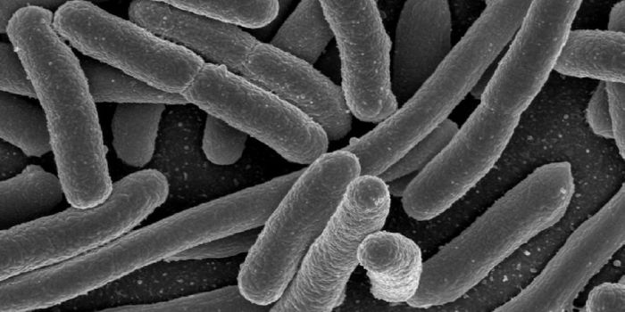 Study Links Immunotherapy Response To Gut Microbiome