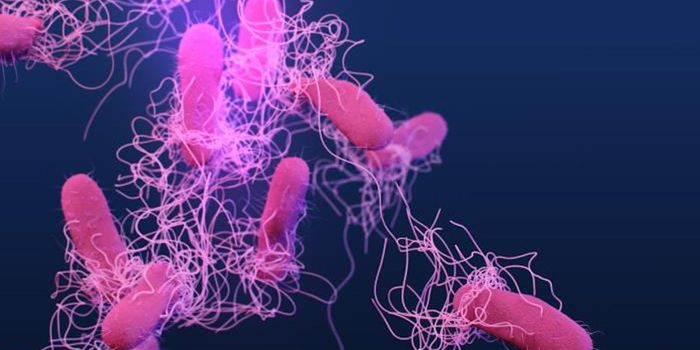 The Body Can Use Fat to Fuel the Fight Against Bacterial Infection