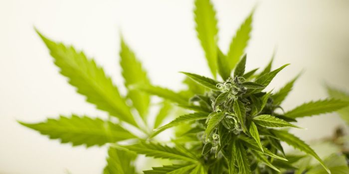 Causal Link Between Cannabis Use Disorder and Schizophrenia