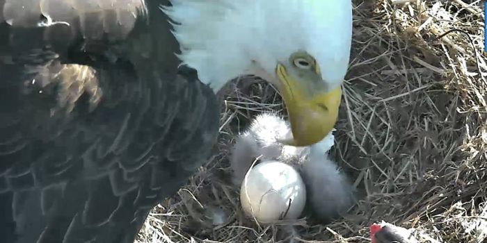 A Bald Eagle Hatches in Washington DC