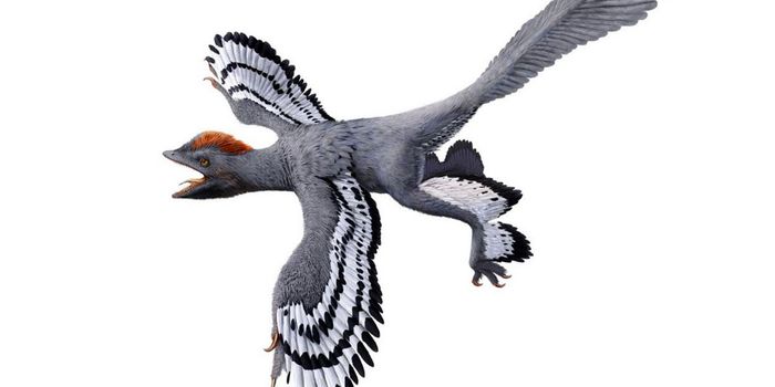 Lasers Provide Accurate Fossil Scans to Better Understand Dinosaurs