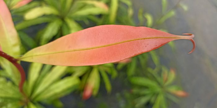 Scientists Discover Why a Rare Plant Becomes a Carnivore