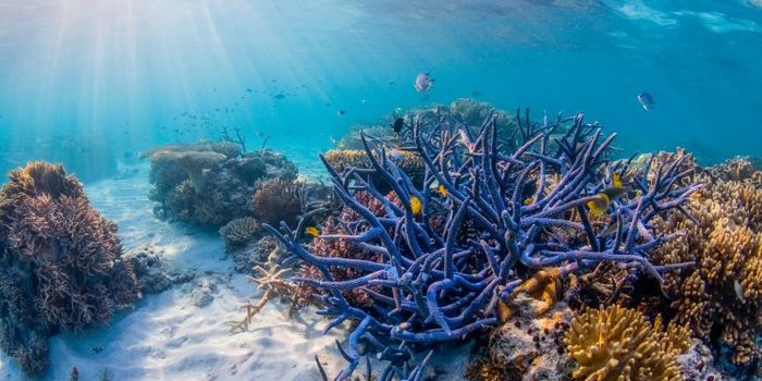 We can fix the Great Barrier Reef