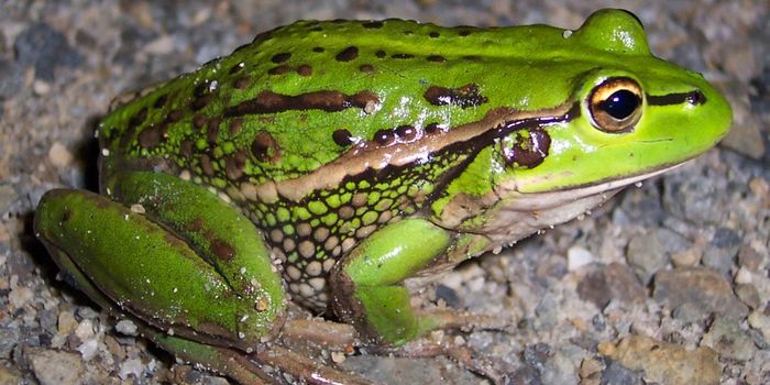 Some Animals Must Sense Rates of Temperature Change; Mechanism Found