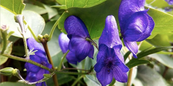 Some Herbal Medicines May Help Treat Tick-Borne Diseases