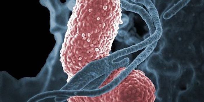 Killer Antibiotic-resistant Pathogen Isolated in the US