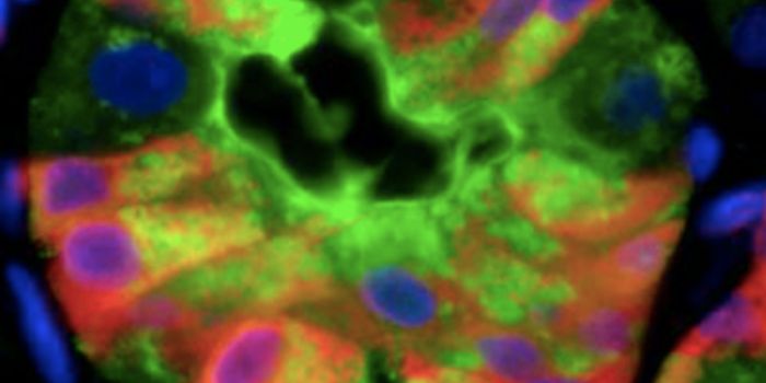 Discovering Similarities in how Different Cancers Develop