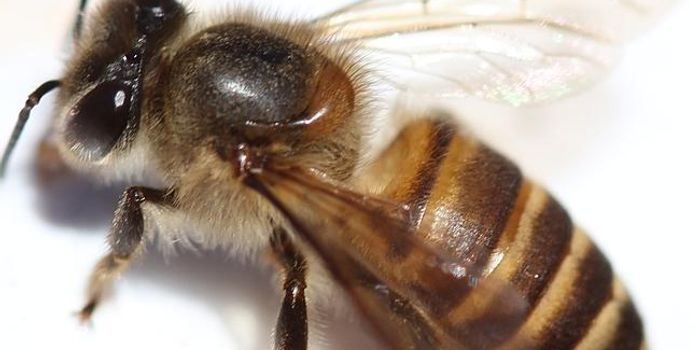 Killer Bees Discovered in the Bay Area for the First Time