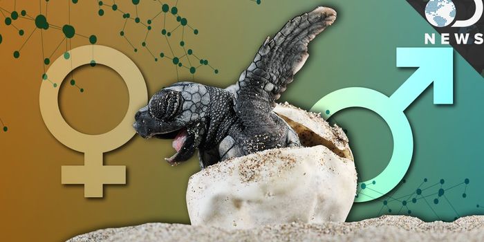 Warming Temperatures Impact Gender of Some Animals