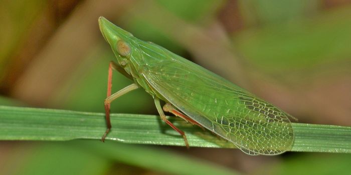 This Symbiotic Organism Has the Smallest Genome